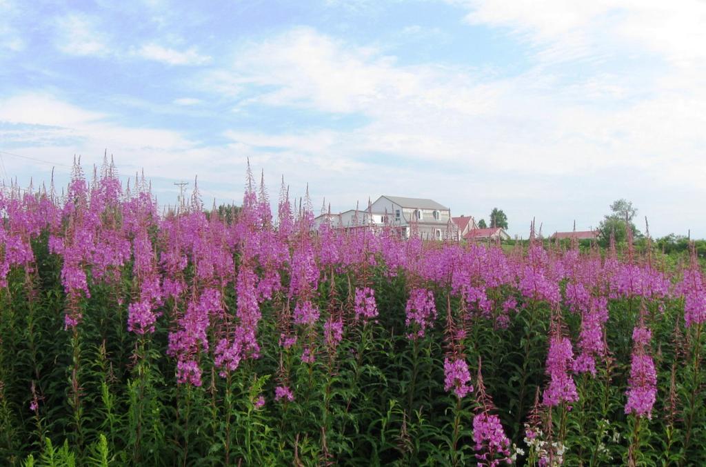 Motel De La Pointe Aux Bouleaux Baie-Sainte-Catherine Zewnętrze zdjęcie